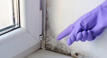 How to Deal With Mold Growth on Windows